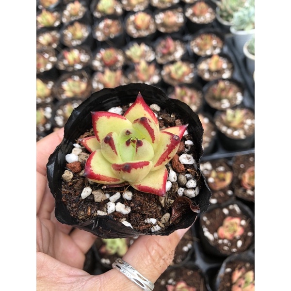 Sen đá Đế Vương 4cm