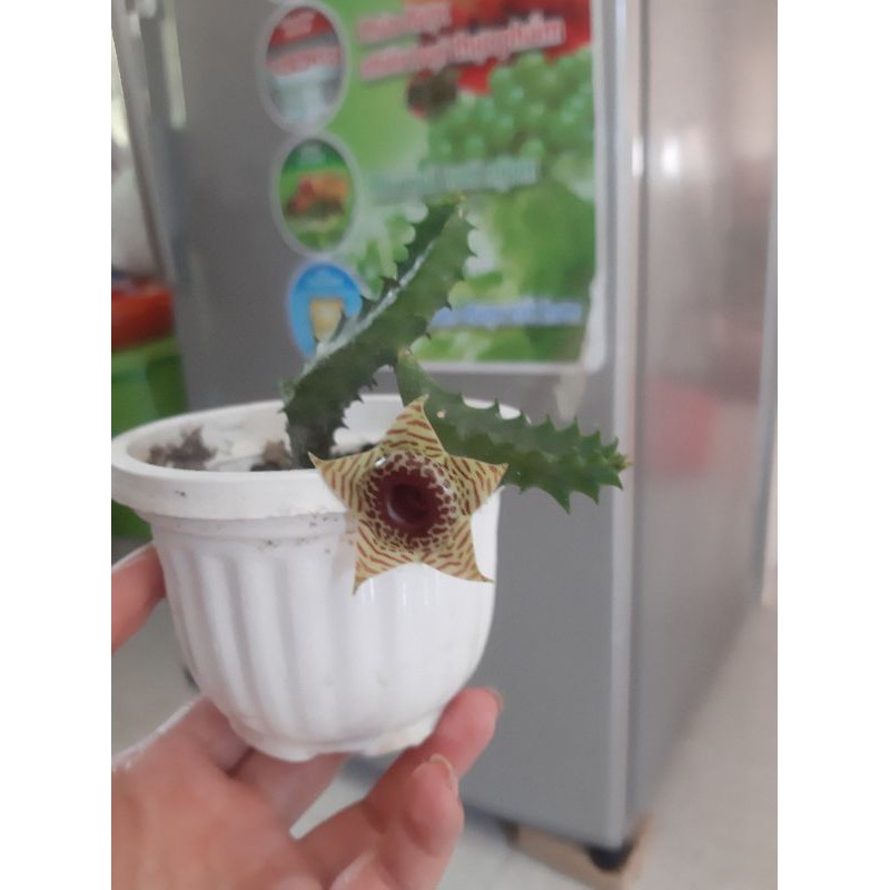 Xương rồng sao biển