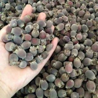 Cây sim rừng ăn quả 5 cây