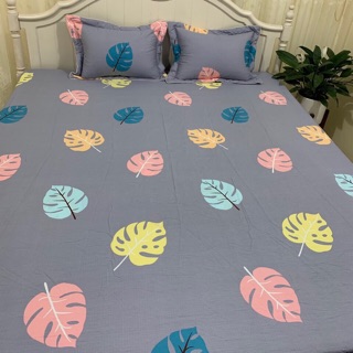Bộ ga gối cotton Hàn Quốc