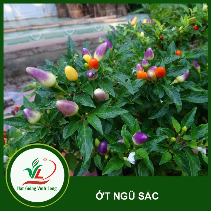 Hạt giống Ớt ngũ sắc RD 825 - 0.1g