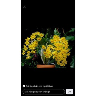 Lan Hoàng lạp hoa siêu đẹp, dễ chăm sóc