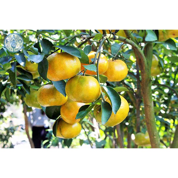 Cây giống quýt đường