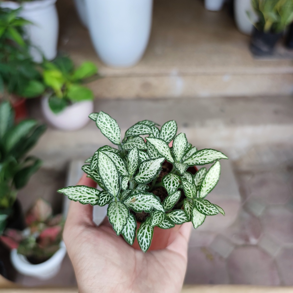 Cây cẩm nhung nhiều màu cực xinh để bàn,cây may mắn để bàn nhiều màu