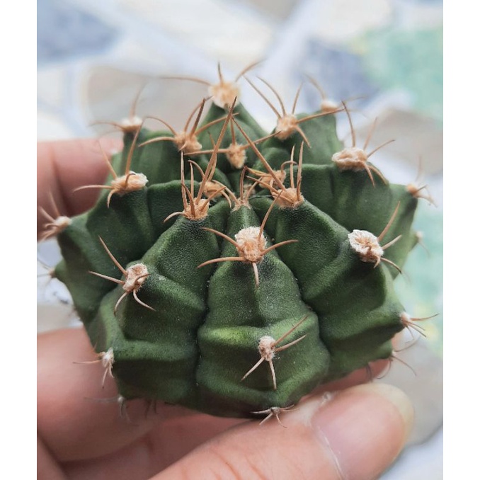 Xương rồng gymno vân đẹp size 5-6cm