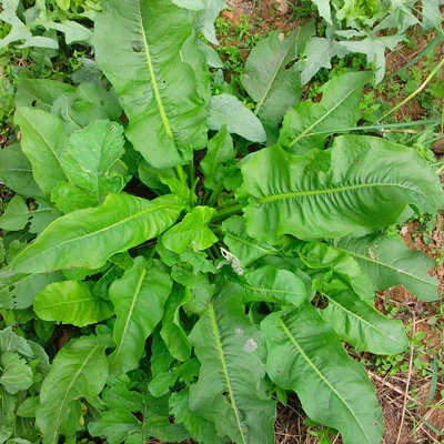 Cây Chút Chít Khô sp0