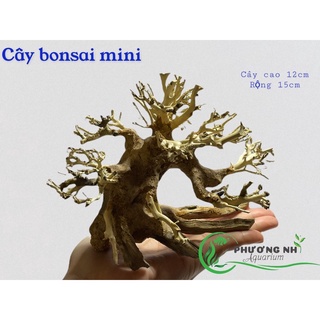 Cây bonsai thuỷ sinh ( cây mini cao 12cm, rộng tán 15cm)