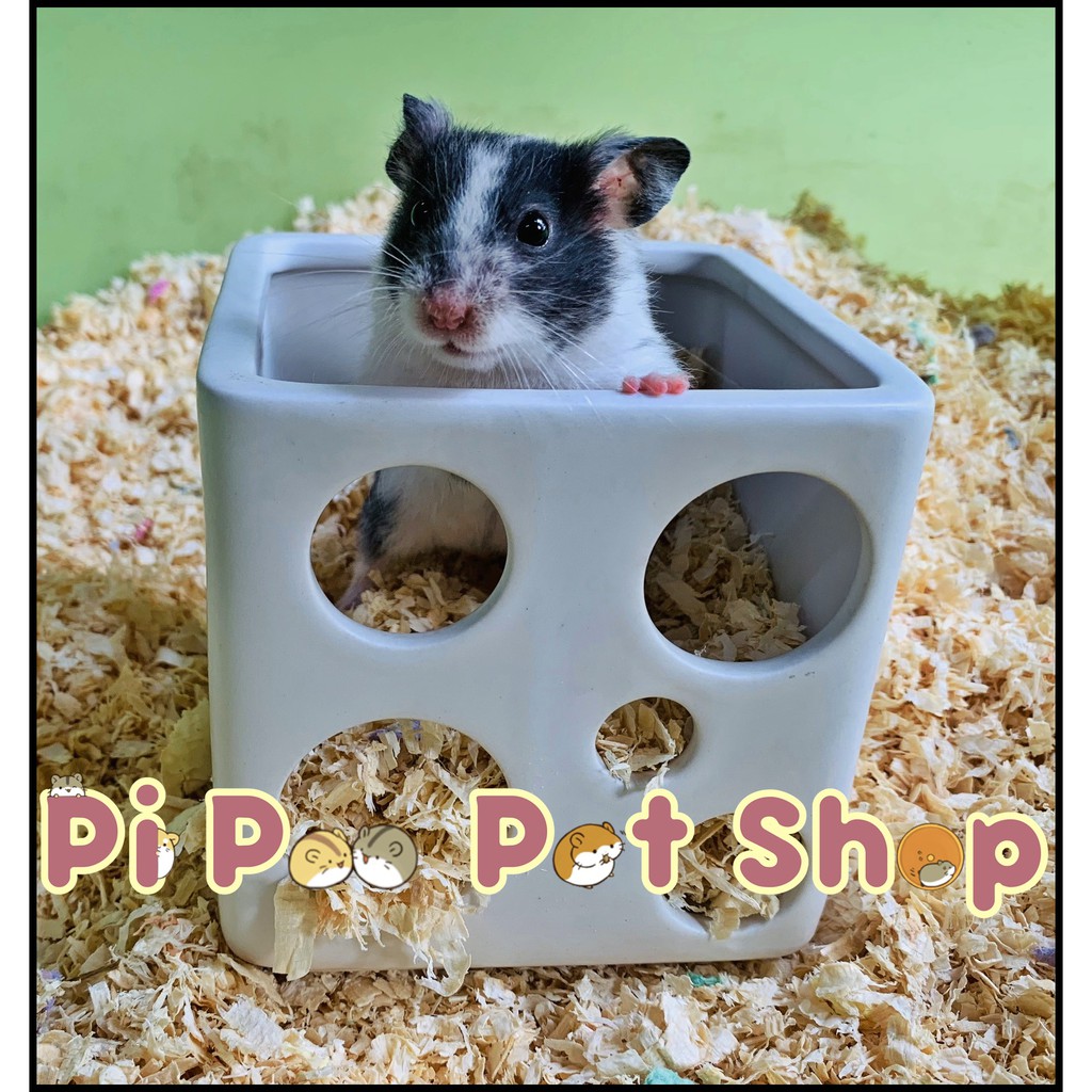 Nhà ngủ sứ size lớn cho Hamster ship toàn quốc