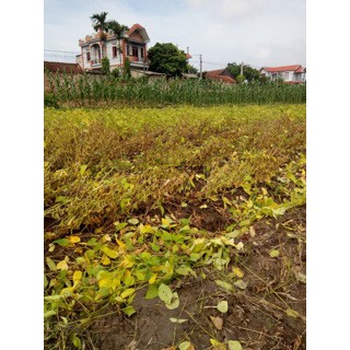 Đậu xanh nguyên hạt sạch_nhà làm gói 1kg