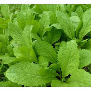 [Mới] - Hạt giống rau cải mơ hoàng mai giá rẻ - Thuận Duy Shop