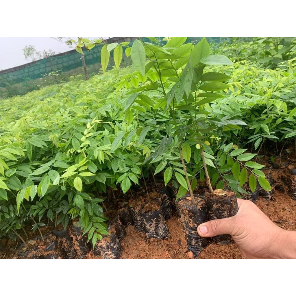 COMBO 10 cây sưa đỏ giống