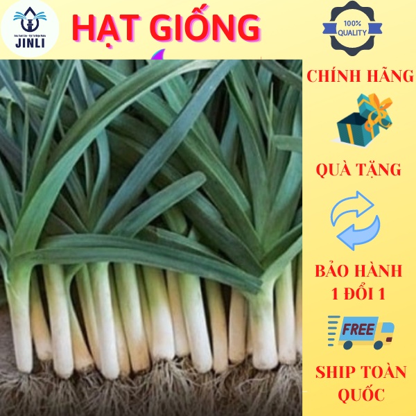Hạt giống Tỏi Paro Đà Lạt  độ sạch 98% tỉ lệ nảy mầm hơn 75% thời gian thu hoạch sau 100 ngày gieo trồng JL7