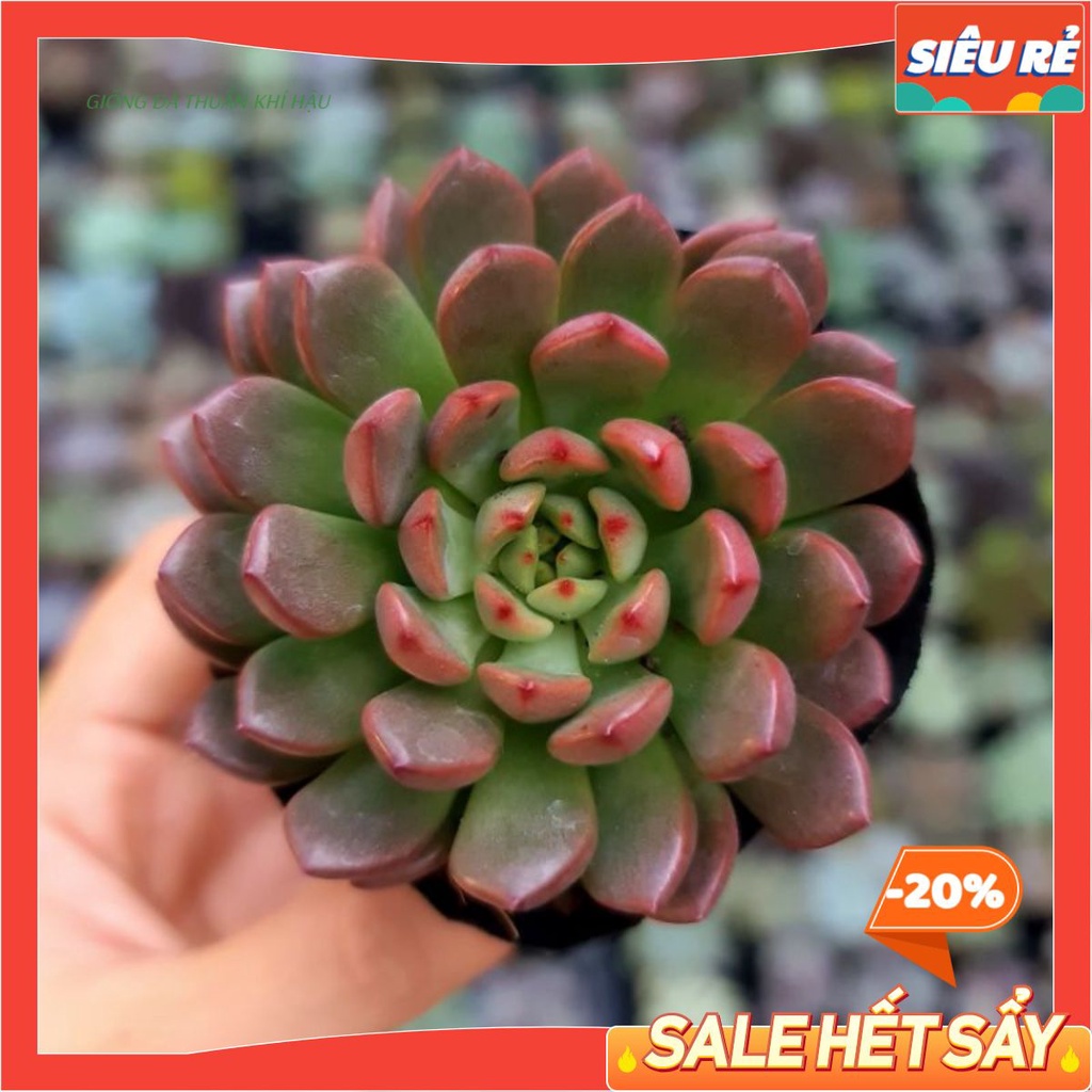 - SEN ĐÁ RUBY ĐỎ MÀU SIÊU ĐẸP MAYAA
