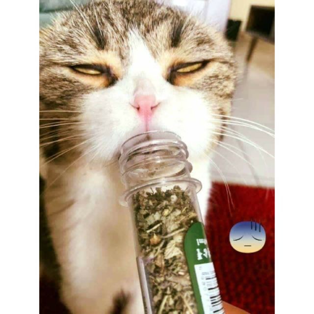 Cỏ mèo ngửi Catnip cỏ bạc hà cho mèo phê