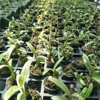 Hoa phong lan -  combo 2 cốc phi điệp trường sơn