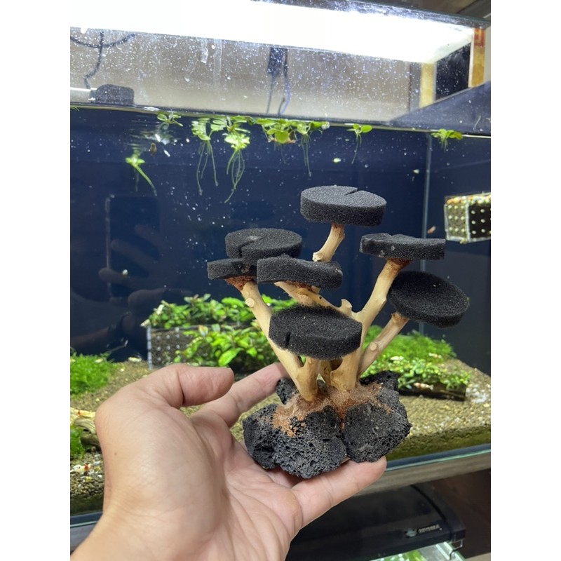 Lũa bonsai tự nhiên gắn mút cao 15cm