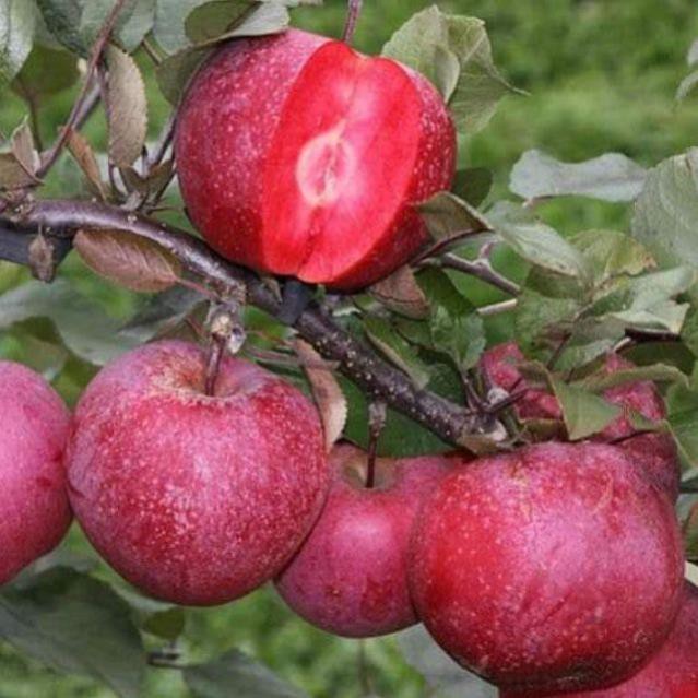 Hạt Giống Táo Đỏ Lùn