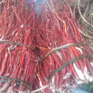 SÂM CÂU ĐỎ TƯƠI 1KG (đẹp)