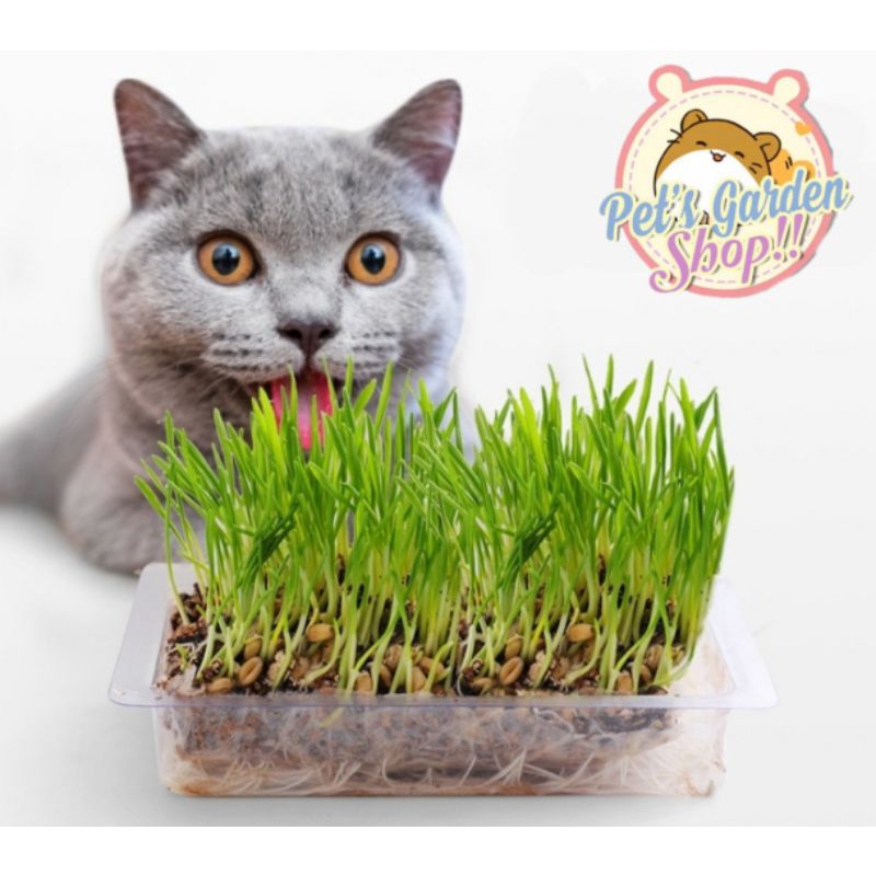 Hạt giống trồng cỏ lúa mì - Thức ăn cho mèo, hamster, thỏ...