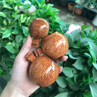 Cóng   dừa