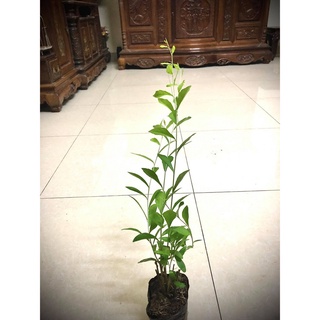 Cây cúc tần ấn độ cao 80 cm (ảnh thật).