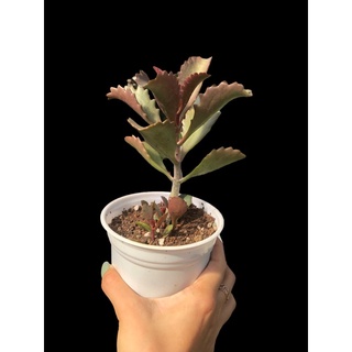 SEN ĐÁ ĐỎ HỌ SỐNG ĐỜI (Kalanchoe sexangularis)