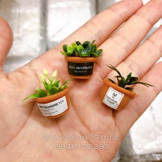 Chậu cây xương rồng