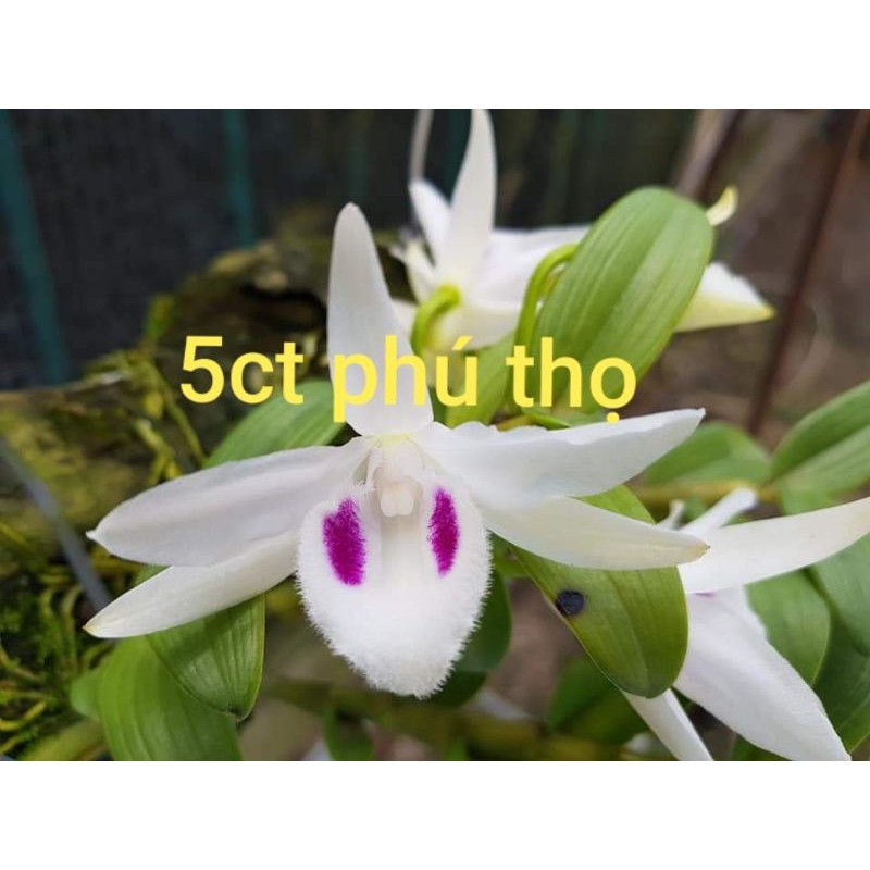 Lan Phi điệp 5 cánh trắng Phú Thọ cấy mô 1 cốc