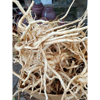 2kg củ đinh lăng tươi