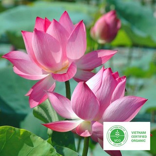 10 Hạt giống Sen ta (kèm Hướng dẫn ươm) THUTHUY