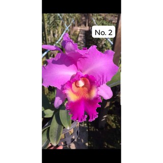 hoa lan cát laya cây trưởng thành .