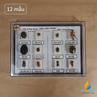 Mẫu côn trùng có cánh J4315, gồm 6 mẫu côn trùng có lợi, 6 mẫu côn trùng có hại