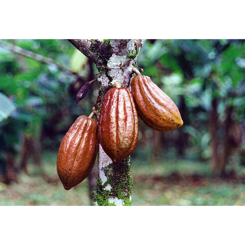 Bột cacao nguyên chất hữu cơ thơm ngon đậm đà từ Đắk Lắk 500gr