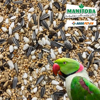 Thức ăn hàng ngày dành cho vẹt size Trung đầy đủ dưỡng chất MANITOBA