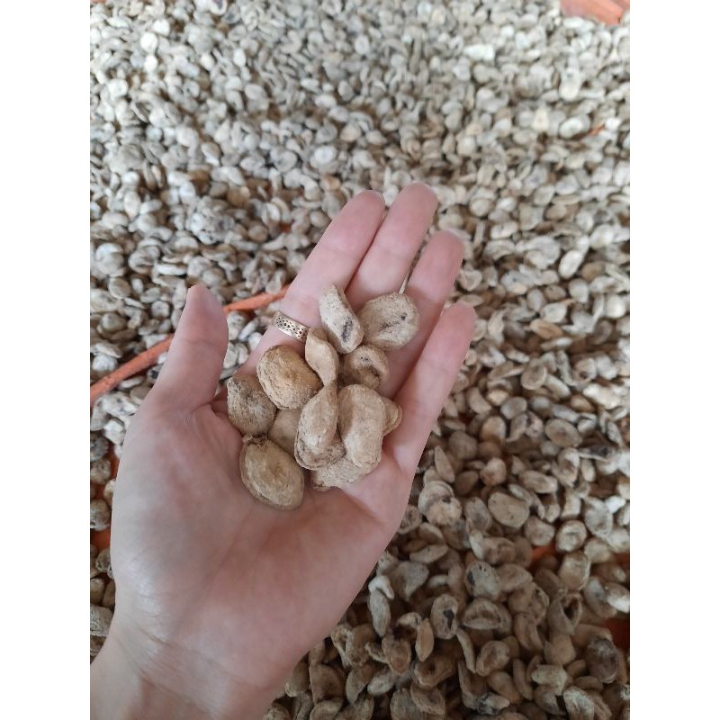 10 Hạt sành ( hạt sang-hạt dạ dày) chuẩn sịn | BigBuy360 - bigbuy360.vn