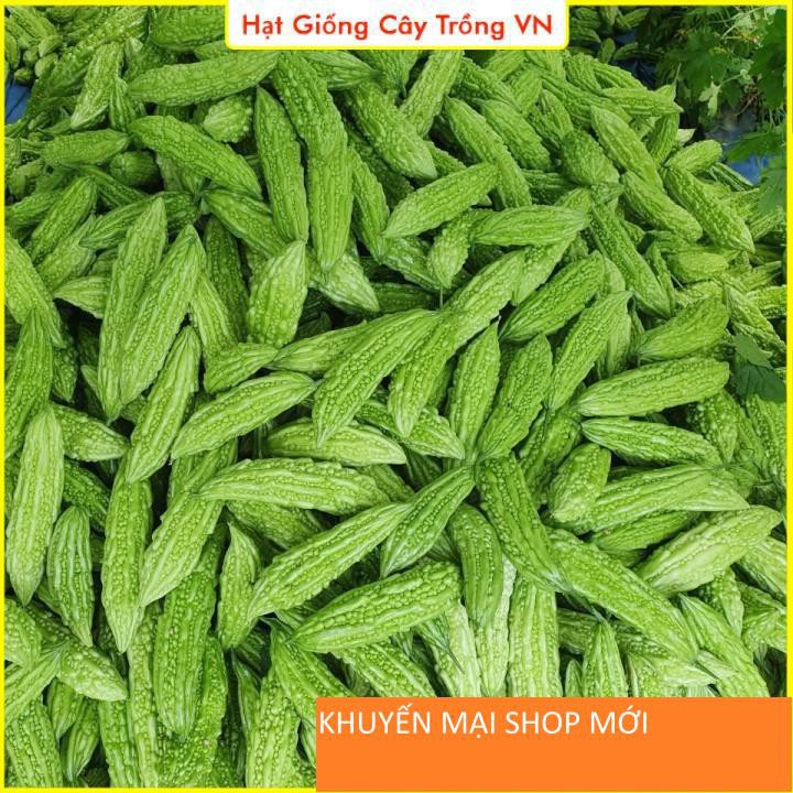 Hạt giống Khổ Qua Mỡ Trái Dài Dễ Trồng, Trái Dài 17-18cm, Năng Suất Cao khuyến mại shop mới