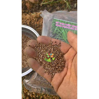 Hạt giống cỏ Ubon Paspalum - Cỏ xả chịu ngập gói 500g - Cỏ Chăn Nuôi Gia Súc