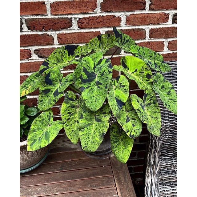 .Dòng colocasia CAO CẤP