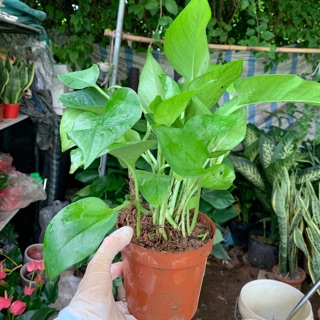 Cây trầu bà- cây vạn niên thanh chậu nhựa