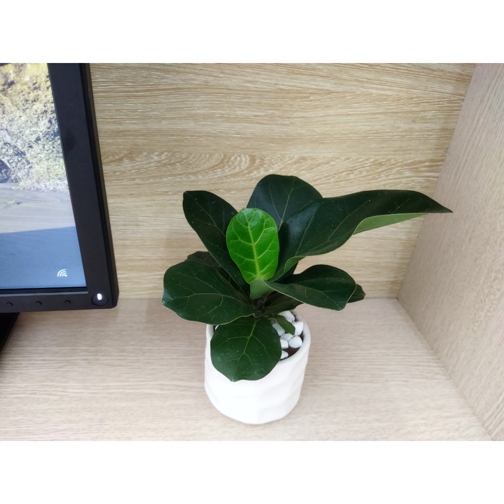 Cây bàng singapore mini ( đá trang trí cây)