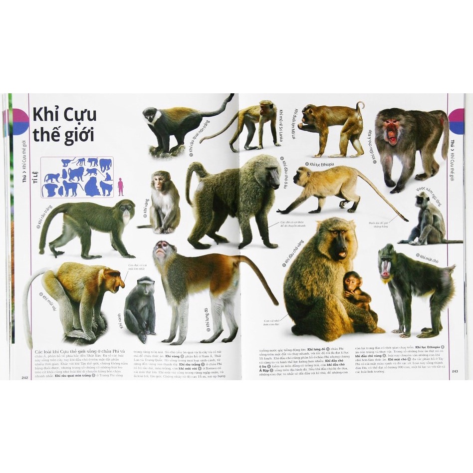 Sách - Động Vật : Bách Khoa Thư Hình Ảnh Về Các Loài Vật Trên Trái Đất - Đông A