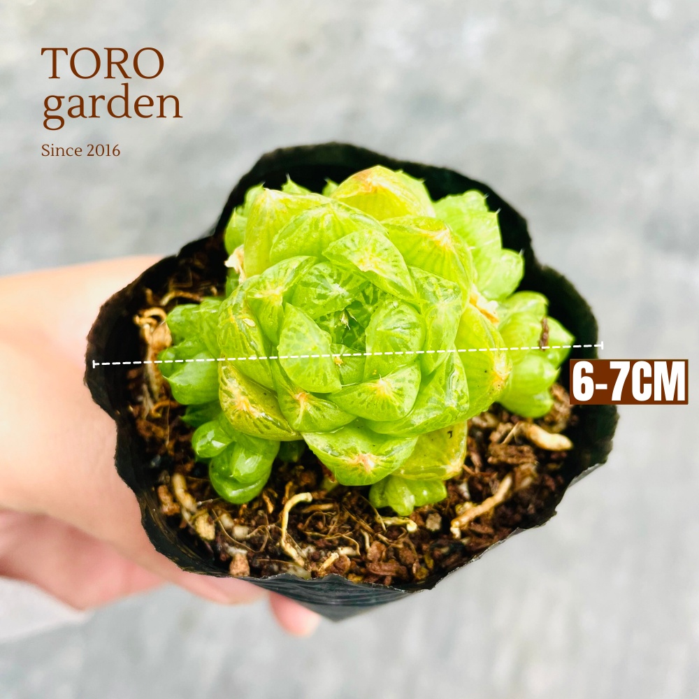 Sen đá ngọc lá bé Đà Lạt size bé cây cảnh trang trí nhà cửa Toro garden