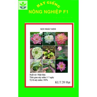 Gói 20 hạt giống sen nhật mini nhiều màu