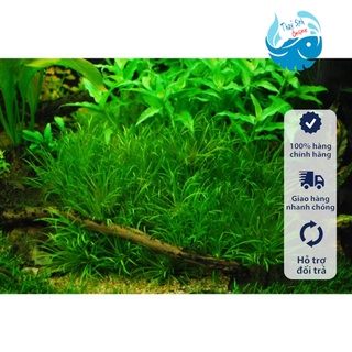 Cây thuỷ sinh Cỏ nhật (không cẩn co2)