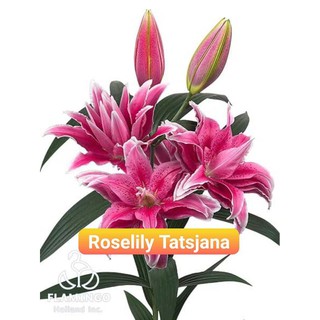 Combo 5 Củ Ly Thân cao Hoa Kép Màu Hồng đậm (Củ Ly Giống)