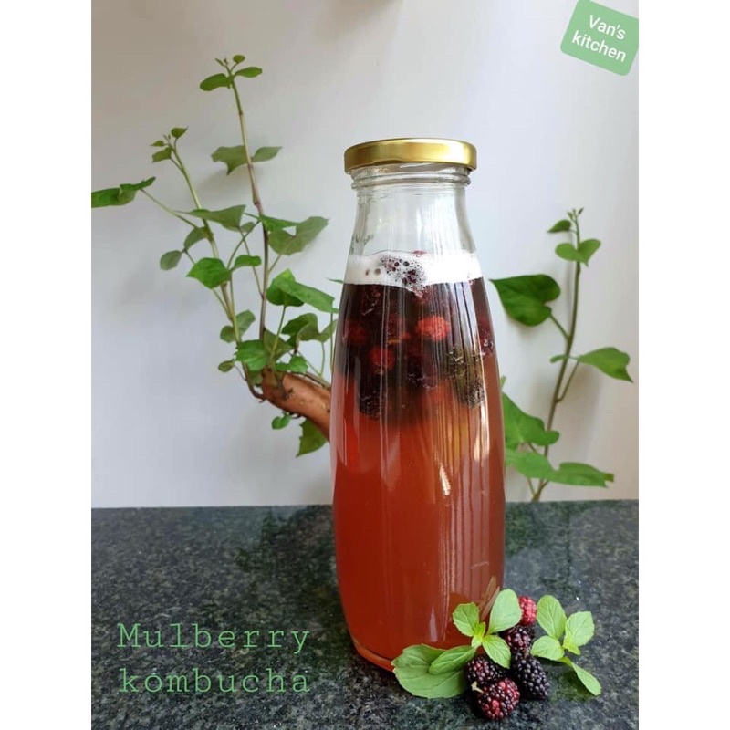 [HÀNG BẢO HÀNH] Con giống Scoby làm trà Kombucha - To, khỏe kèm nước mồi