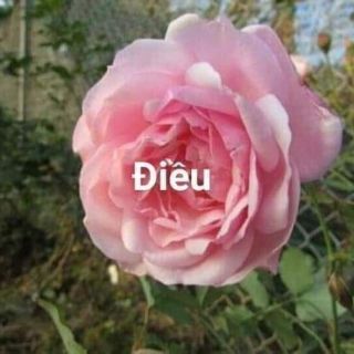 Hồng cành chiết, bụi, tree