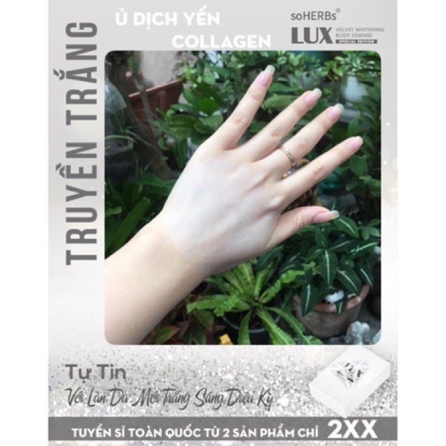 Ủ DỊCH YẾN TƯƠI LUX | BigBuy360 - bigbuy360.vn