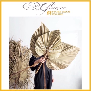 Lá Cọ Khô Tự Nhiên Trang Trí, Decor (Chuyên Sỉ ssl)