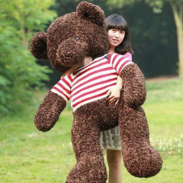 Gấu tedy 1m2